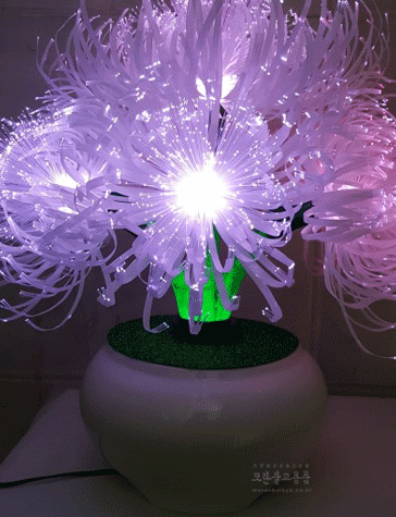 광섬유꽃-천상화 동자꽃 (흰색)